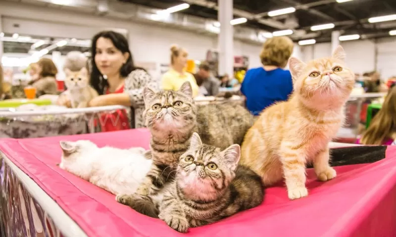 Самые популярные породы кошек в России