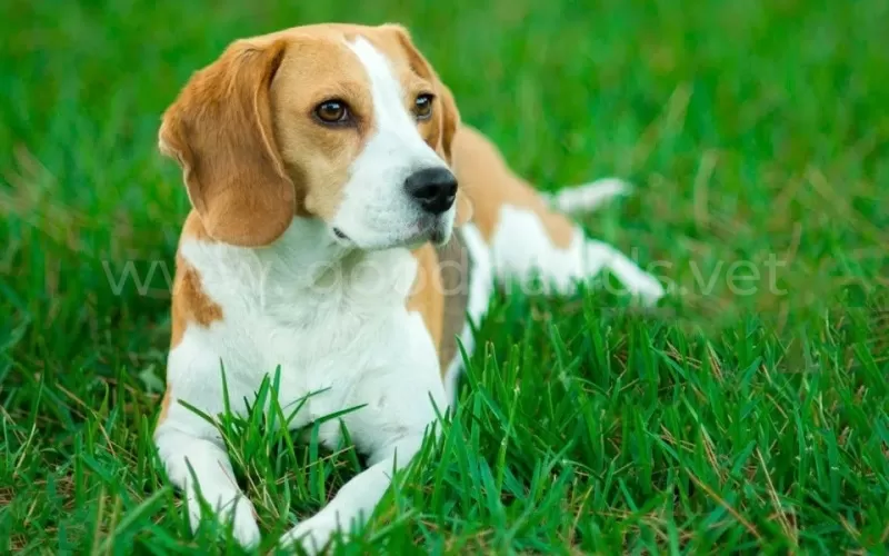 Синдром Кушинга у собак: симптомы и лечение
