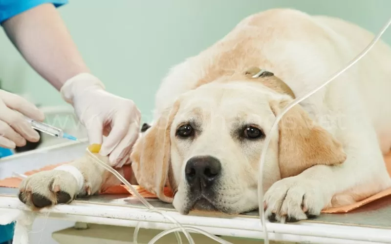 Химиотерапия для собак - что нужно знать владельцам
