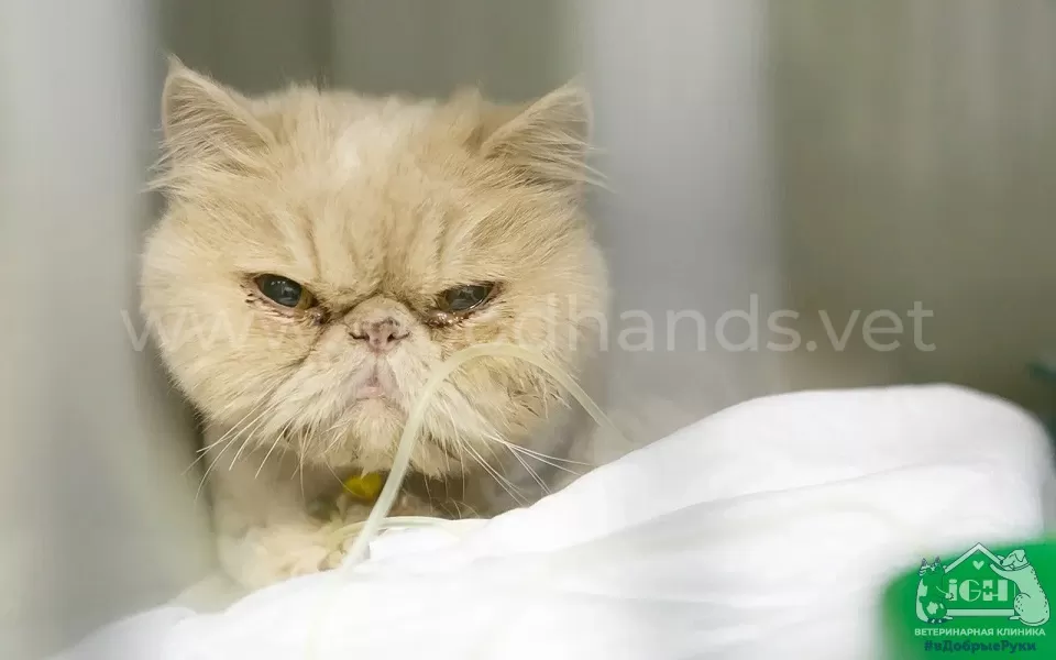 Лечение вирусных инфекций у кошек - ветклиника в Добрые Руки